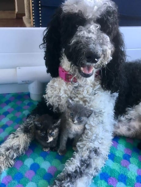 Dog with two kittens