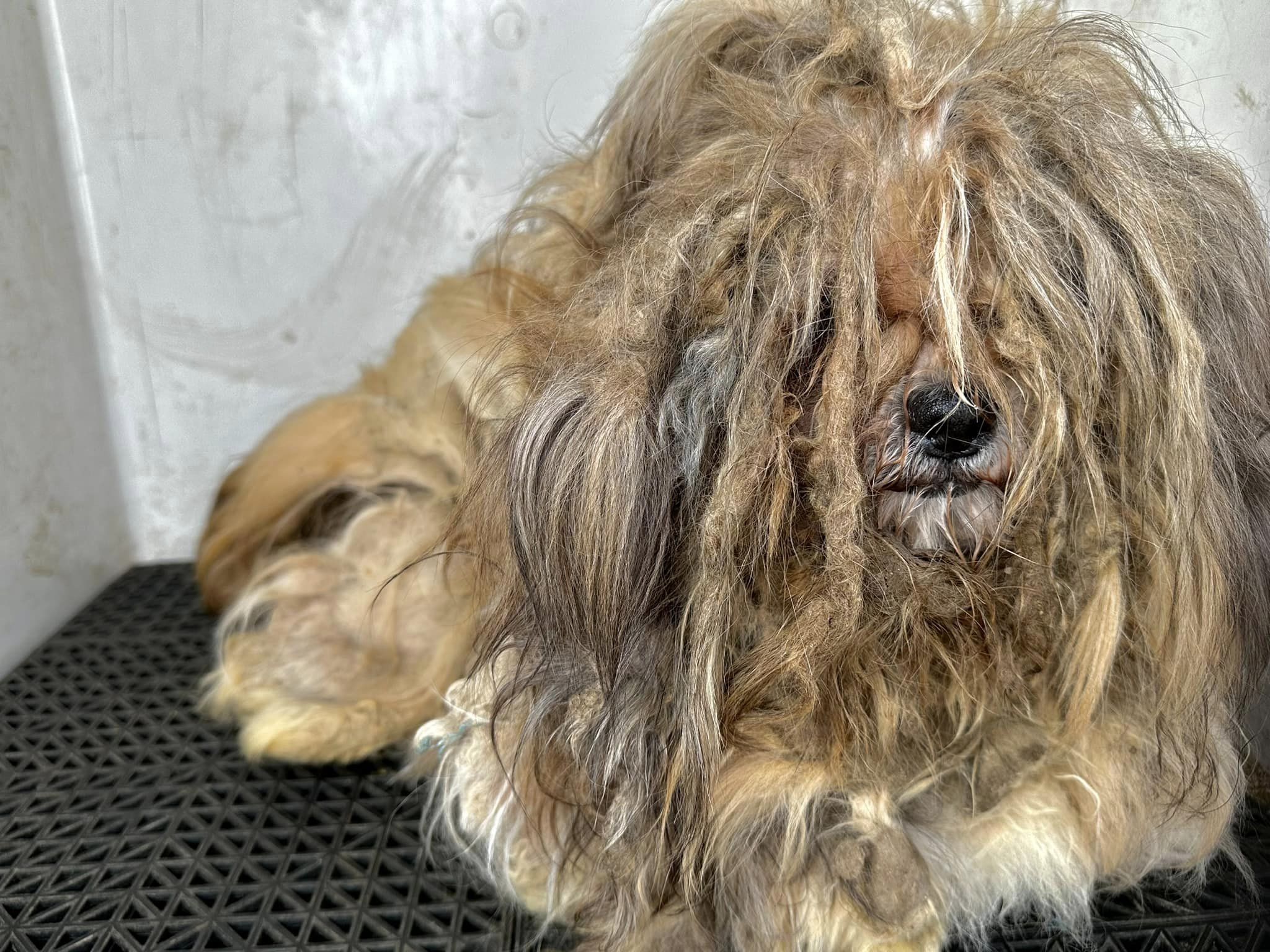 dog with very long fur