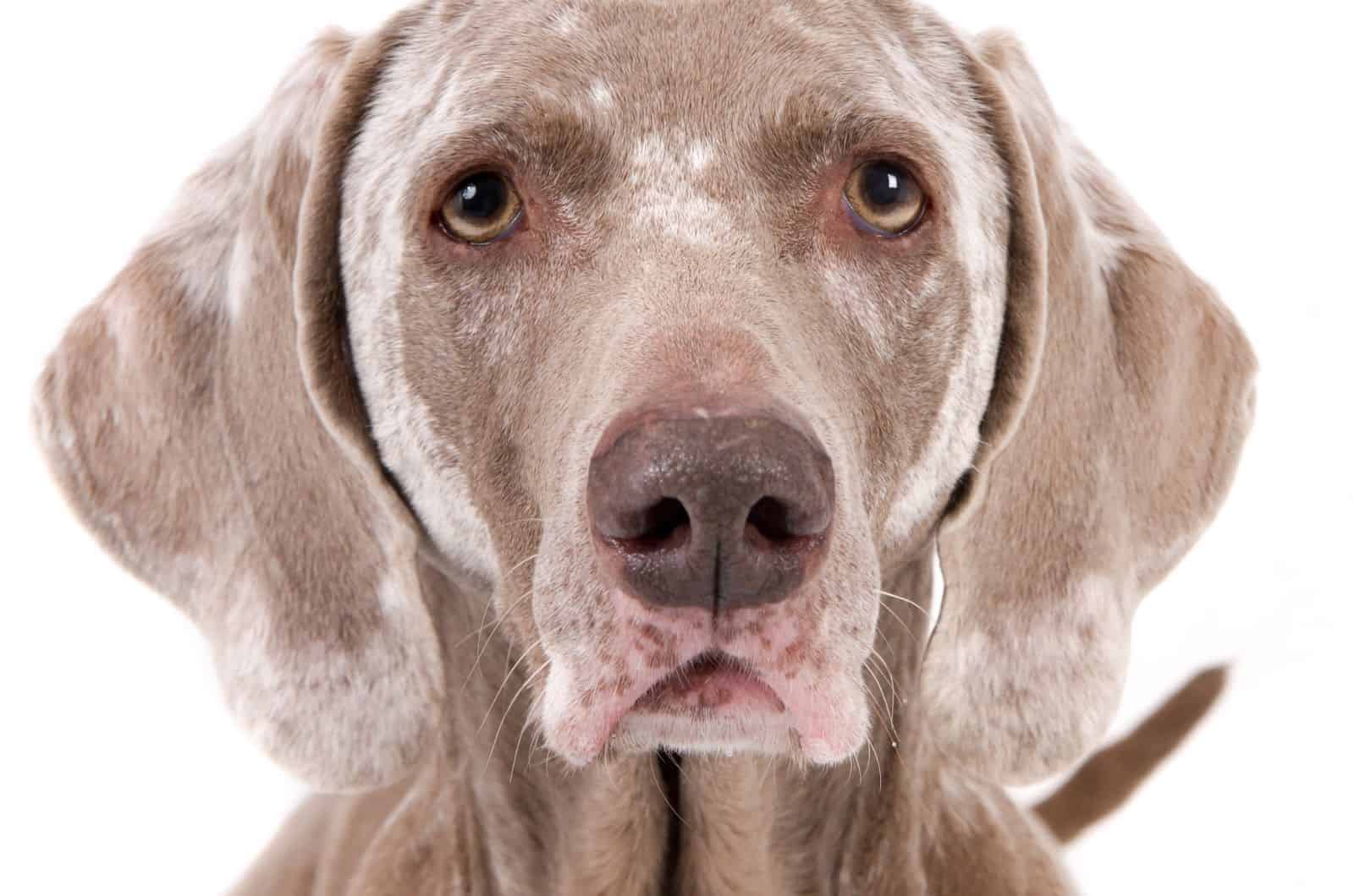 dog with Vitiligo