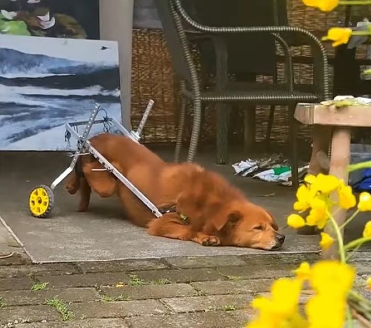 dog with wheels