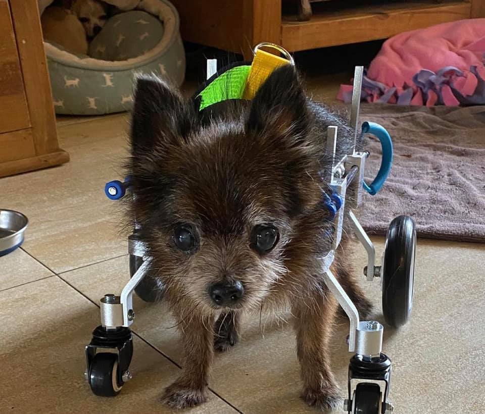 dog with wheels