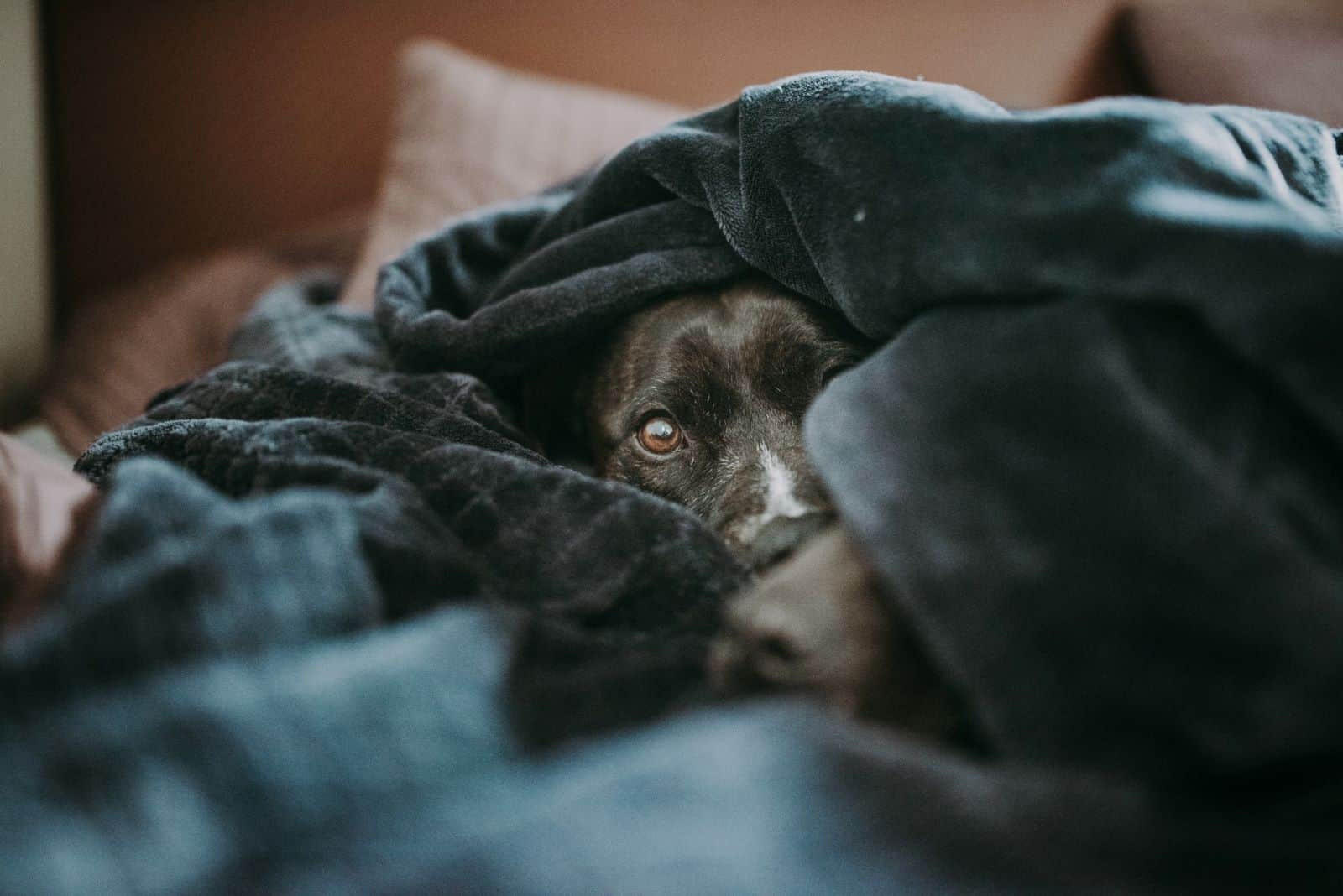 dog wrapped in blanket