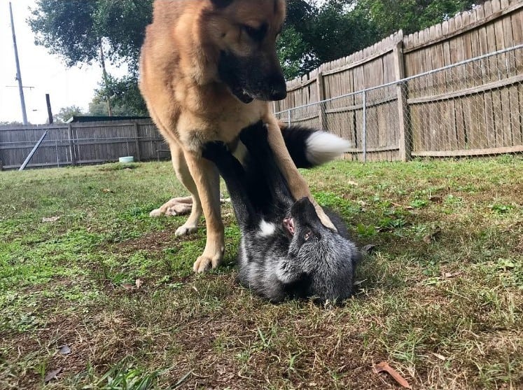 Dog wrestling