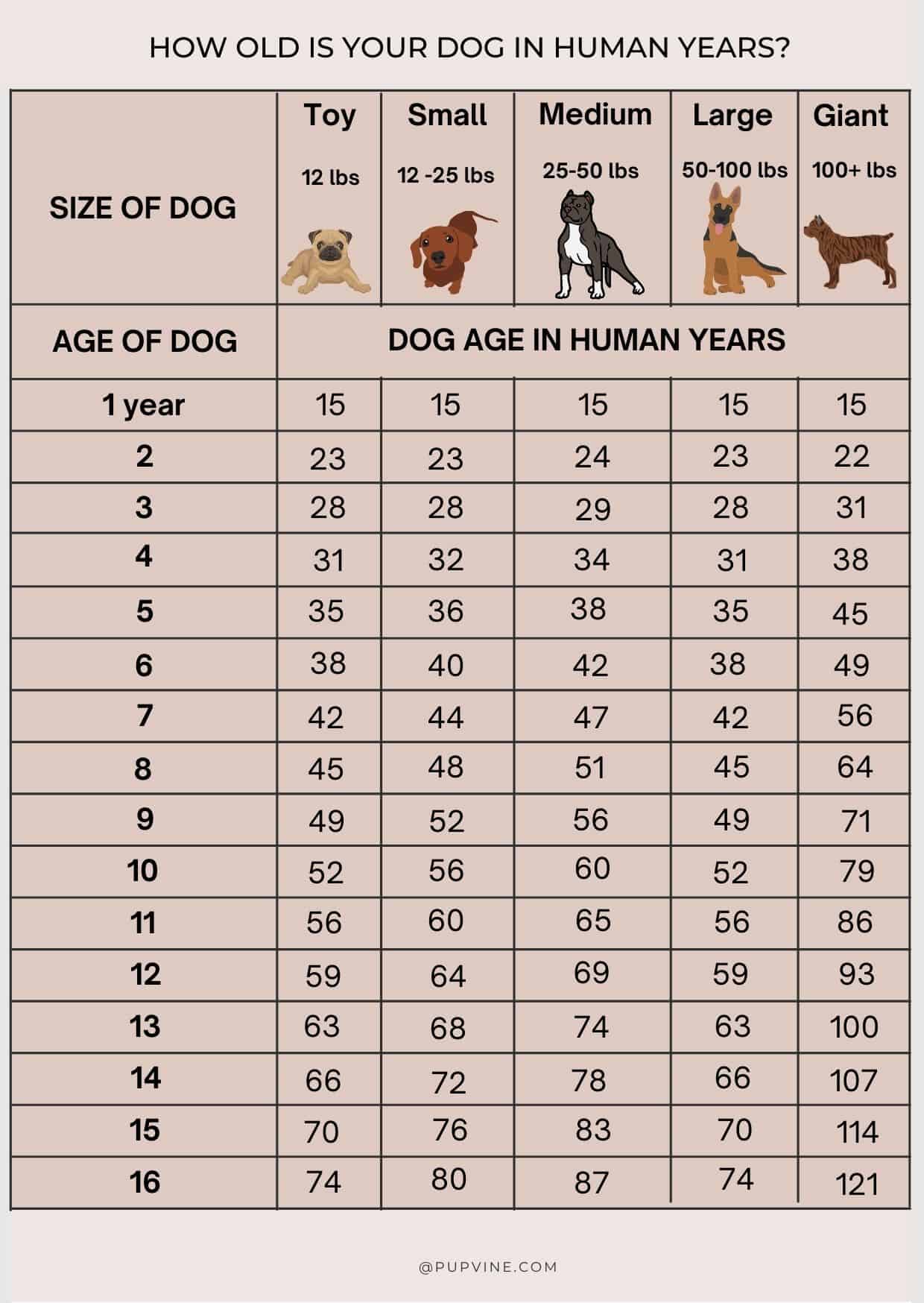 dog years in human years chart