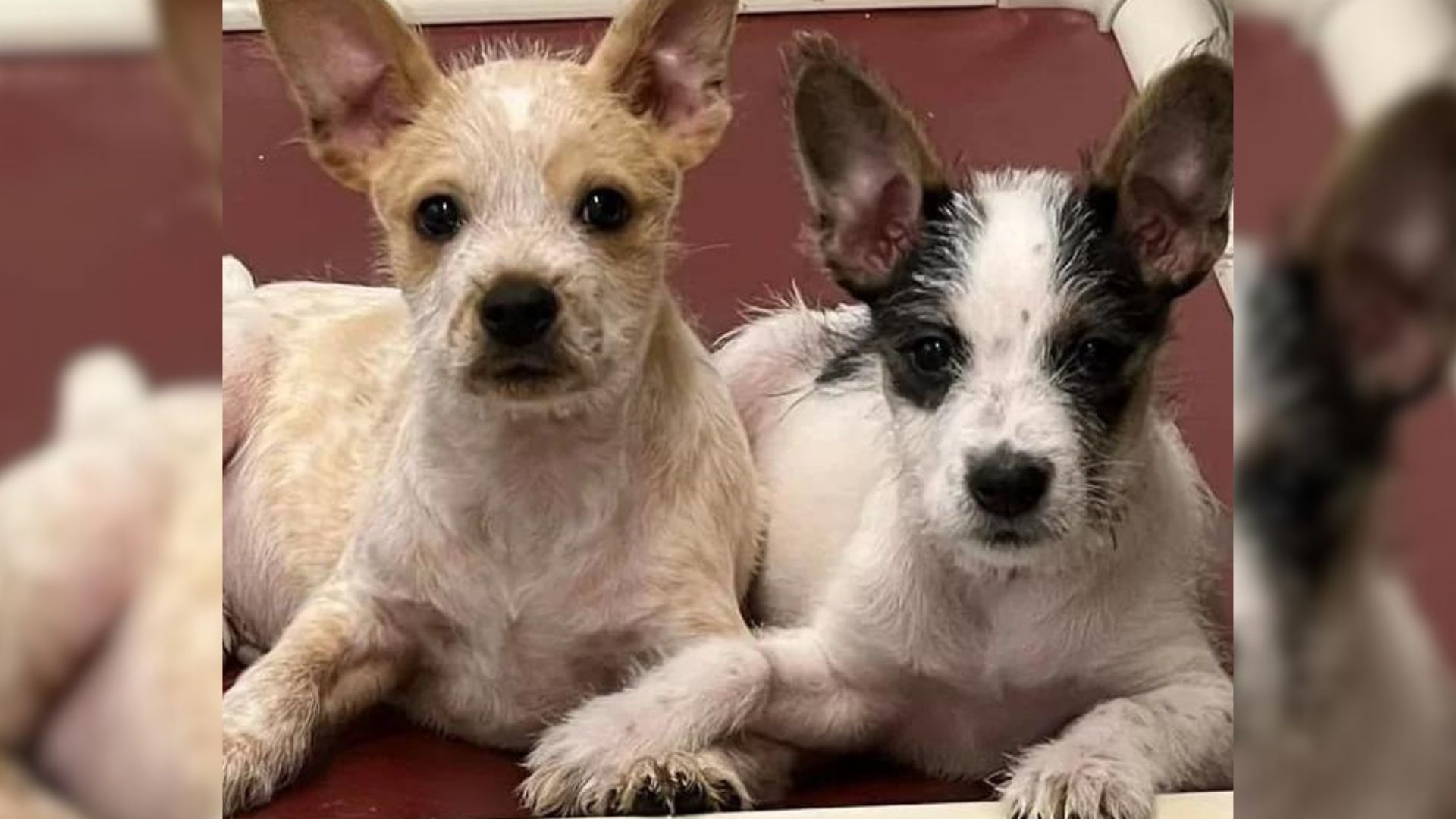 Doggo Siblings Adore Showing Each Other Love By Holding Paws