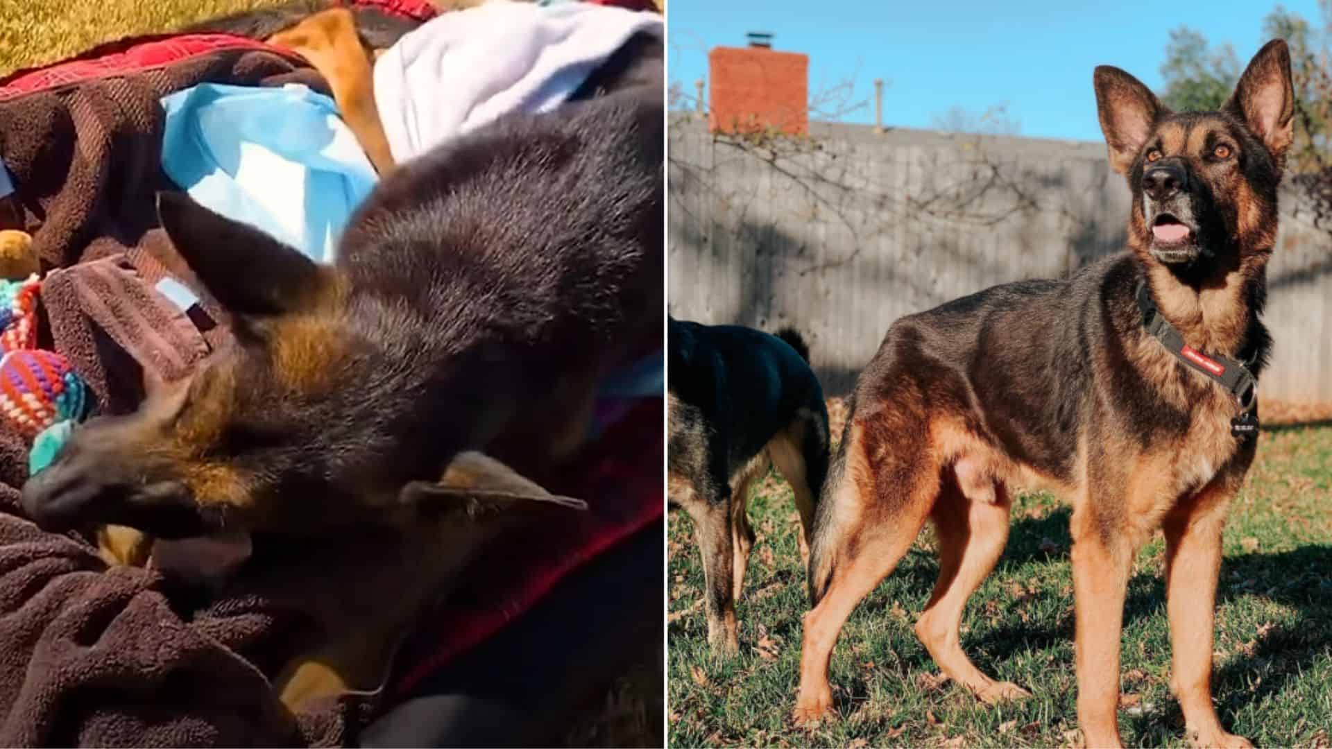 Doggo That Wasn’t Able To Walk Beats All The Odds In A New Home