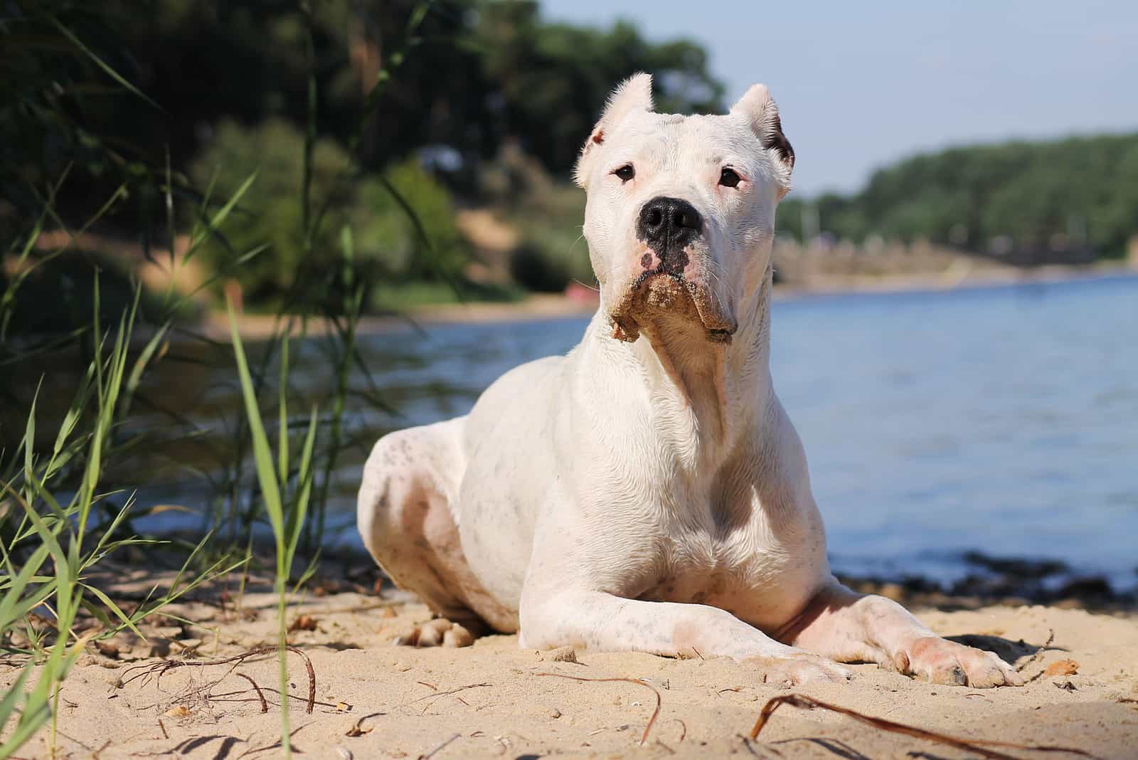 dogo argentino