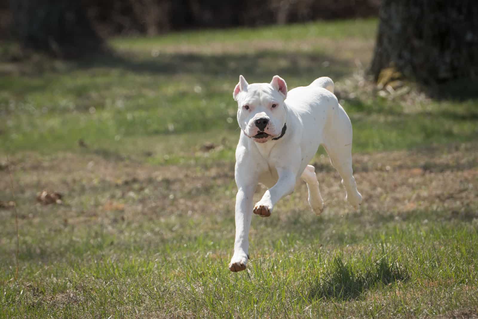 Dogo Argentino