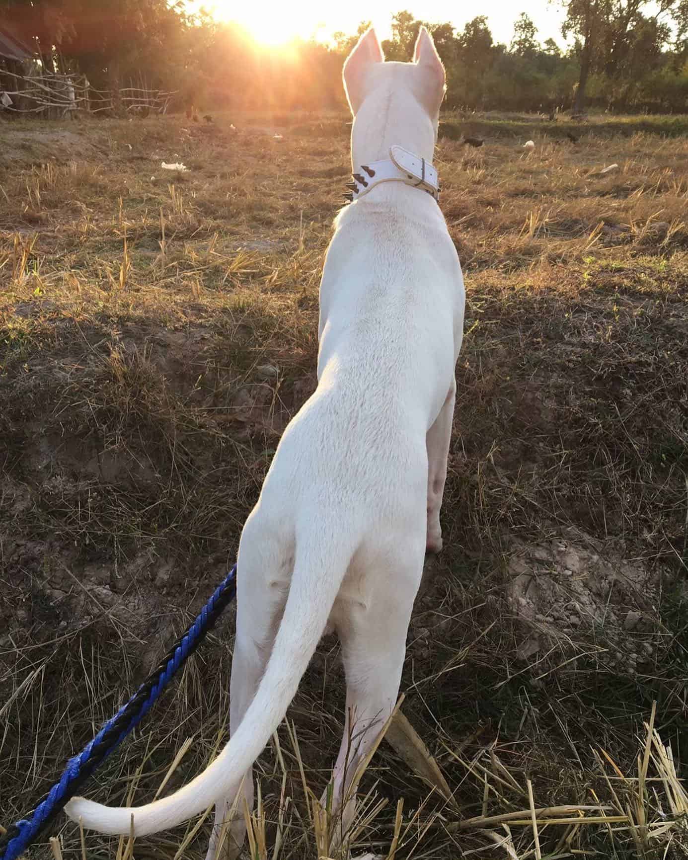 dogo argentino dog in nature