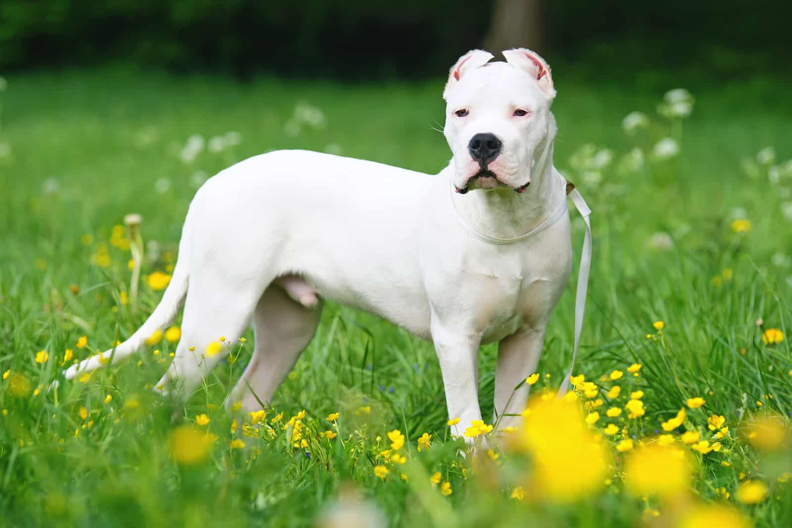 Dogo Argentino dog with cropped ears staying outdoors