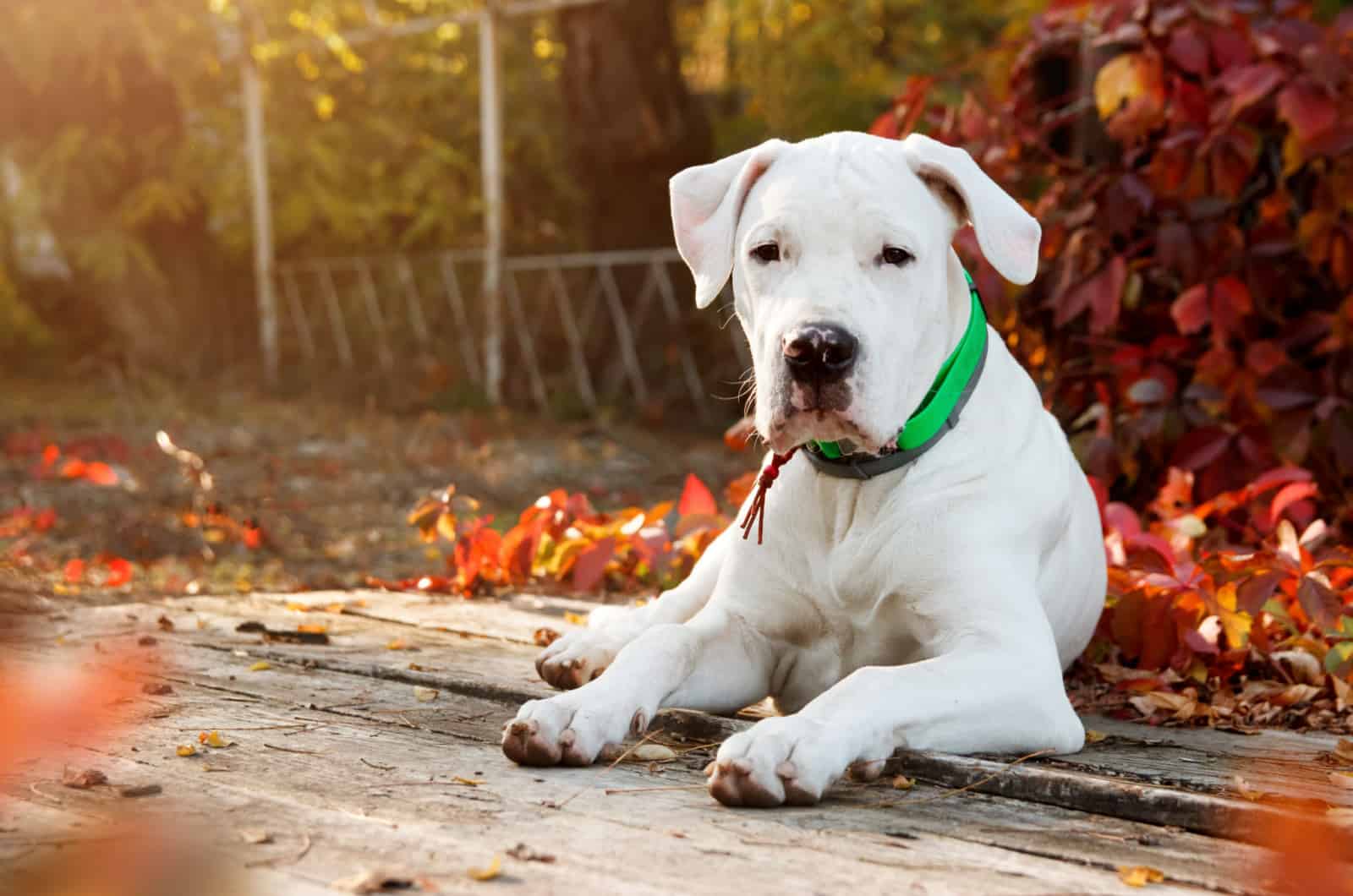 Dogo Argentino Growth Chart: How Big Do These Giants Get?