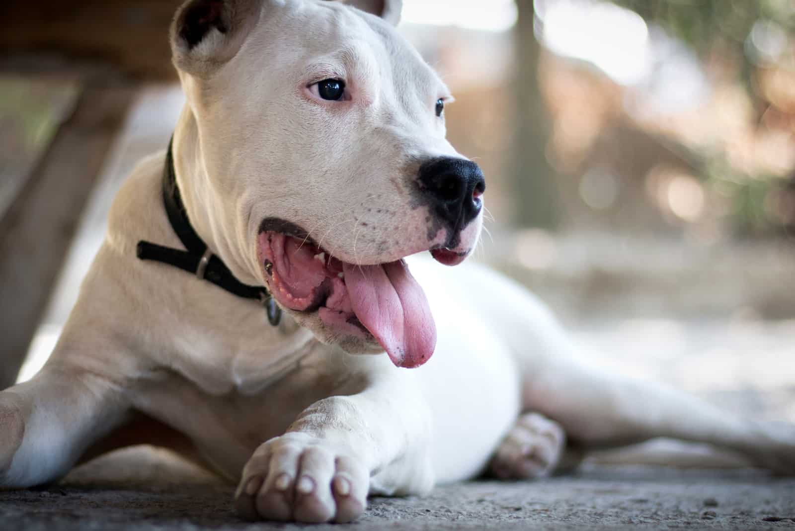 dogo argentino lying on the ground