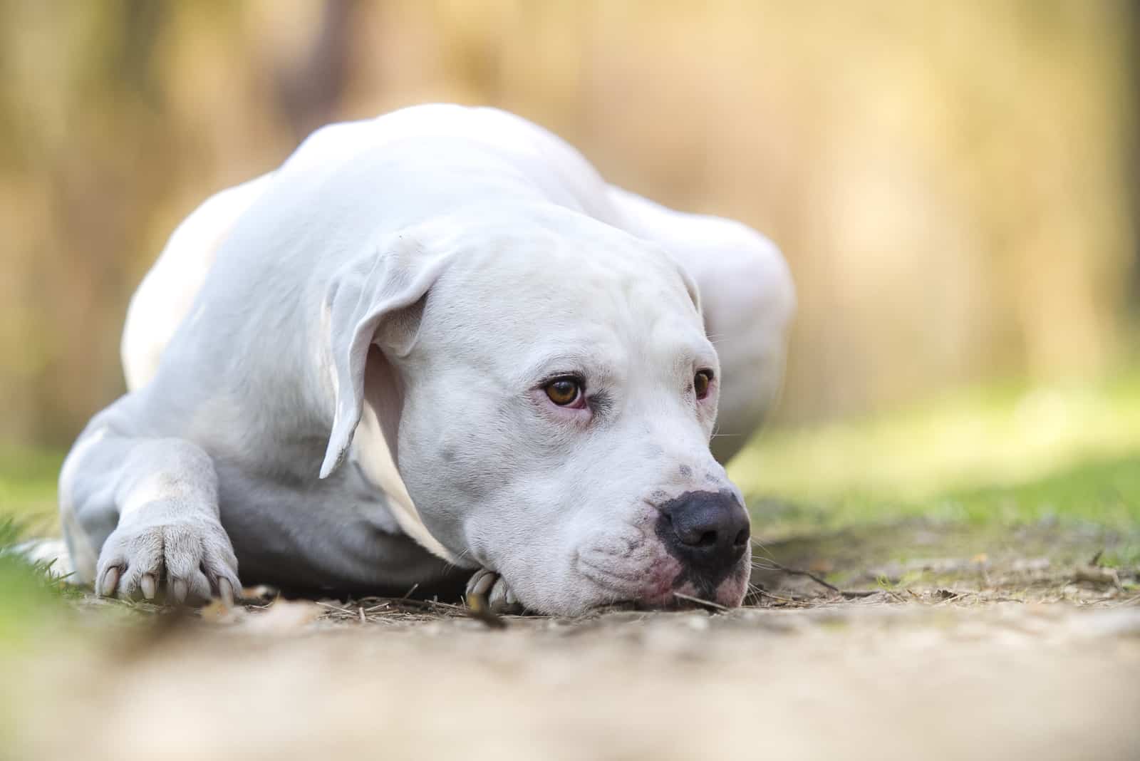 dogo argentino lying on the ground