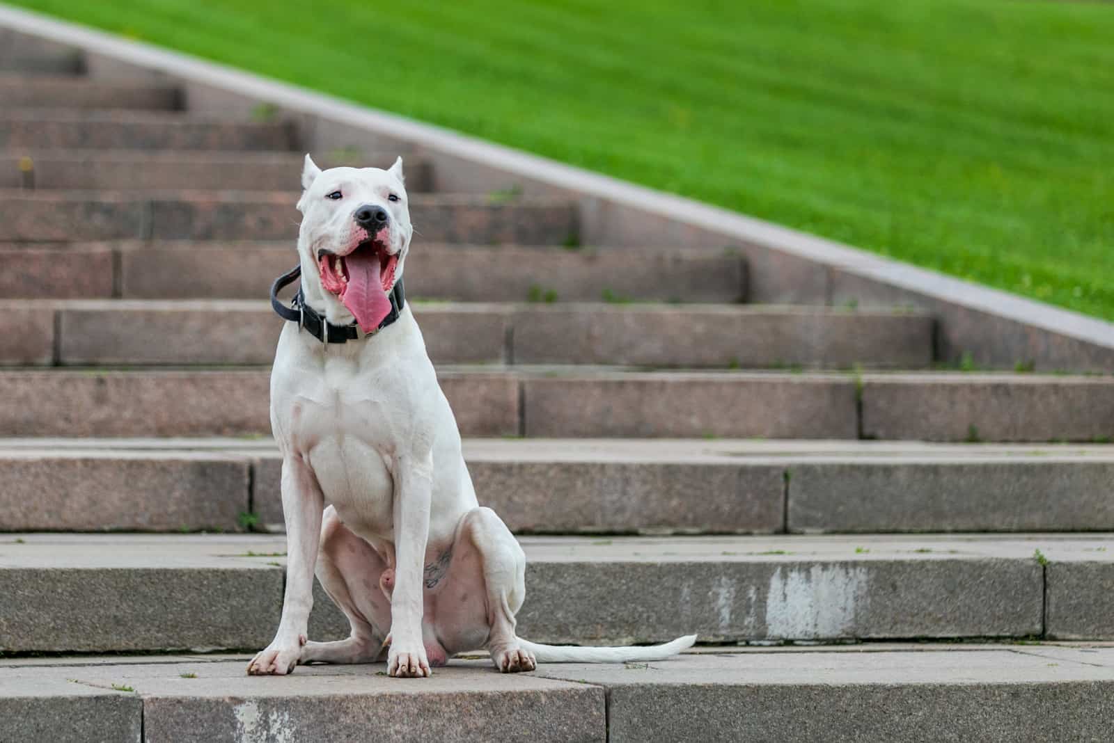 Dogo Argentino Price: Big Numbers For A Big Dog