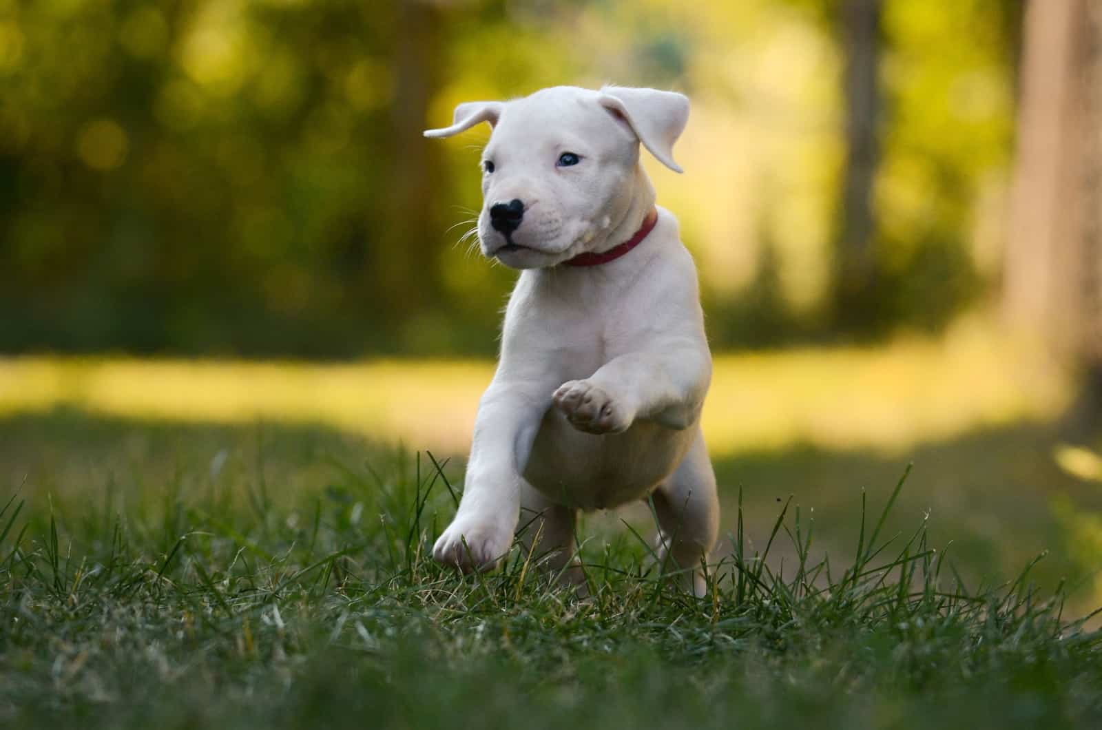 dogo argentino puppy