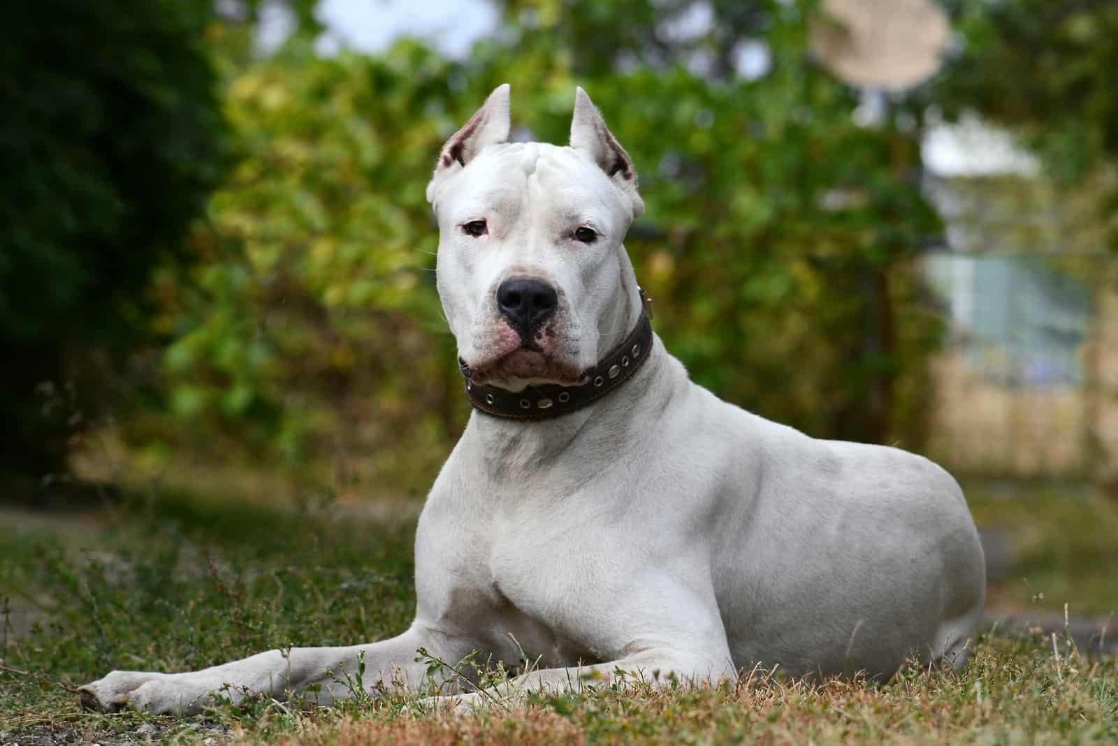 Dogo Argentino sitting looking at camera