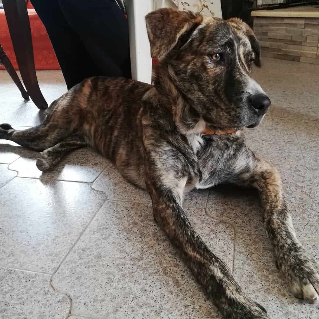 Dogo Sardesco dog laying on the floor