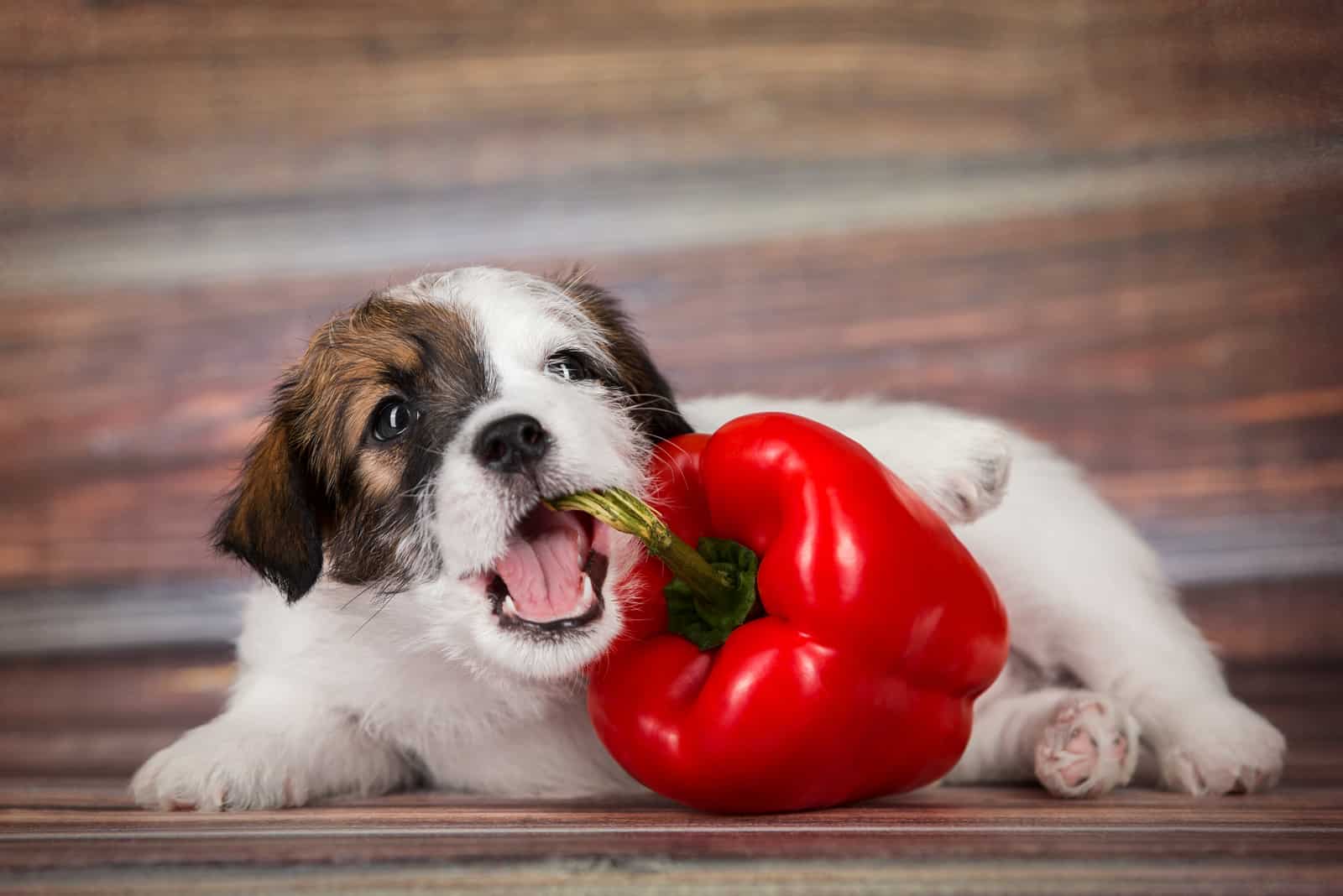 Dogs And Spices: Can Dogs Eat Paprika?