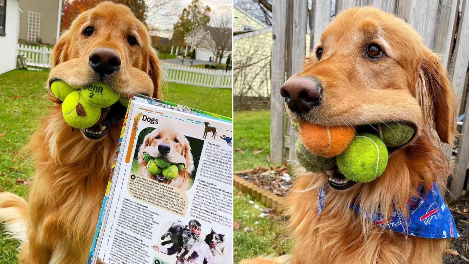 Amazing Goldie Breaks The Guinness Record For Holding The Most Tennis Balls In His Mouth