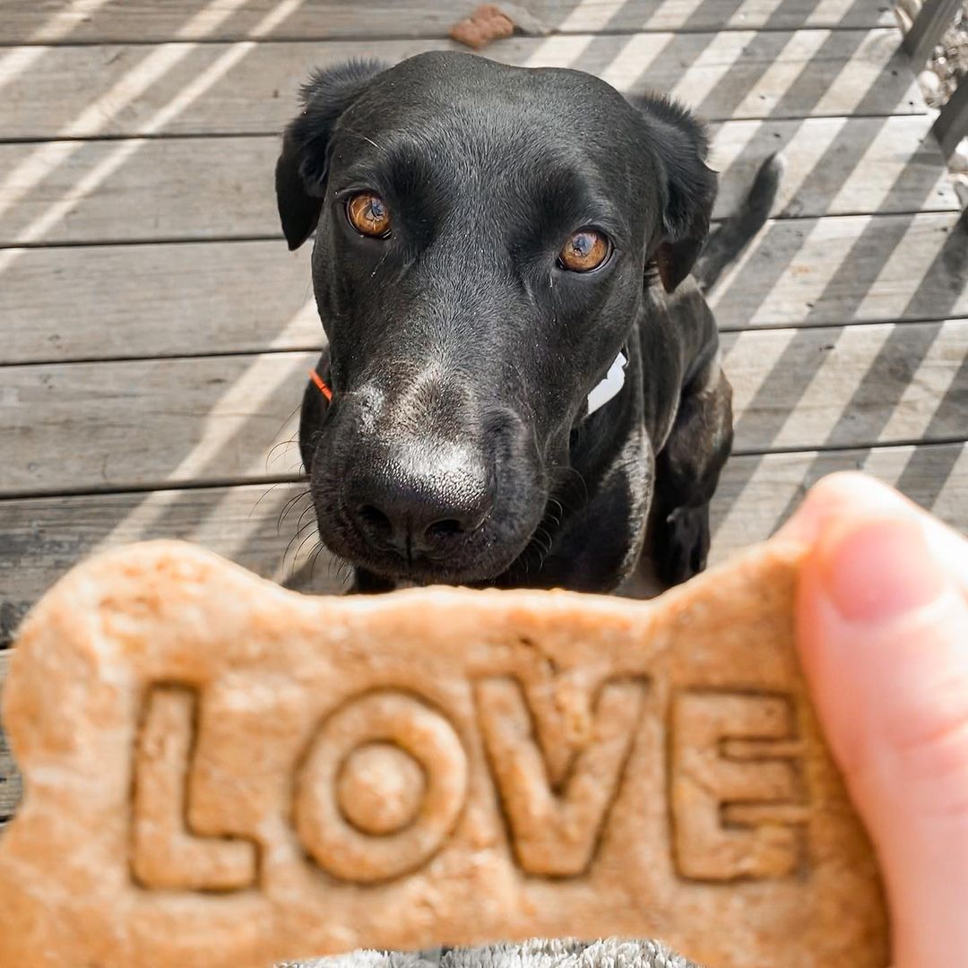 dogs cookie