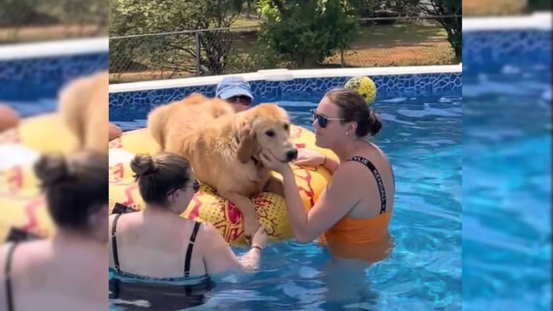 These Dogs Crashed A Pool Party And They Couldn’t Be Happier About It