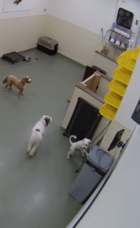 dogs daycare