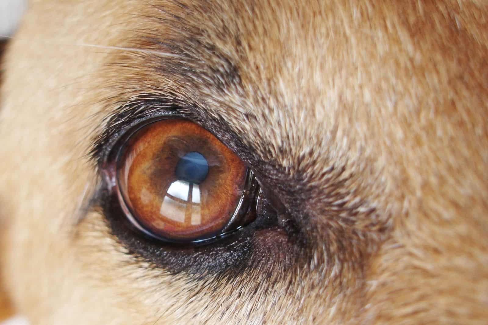 dogs eye with cataract on the lens of his eye in macro