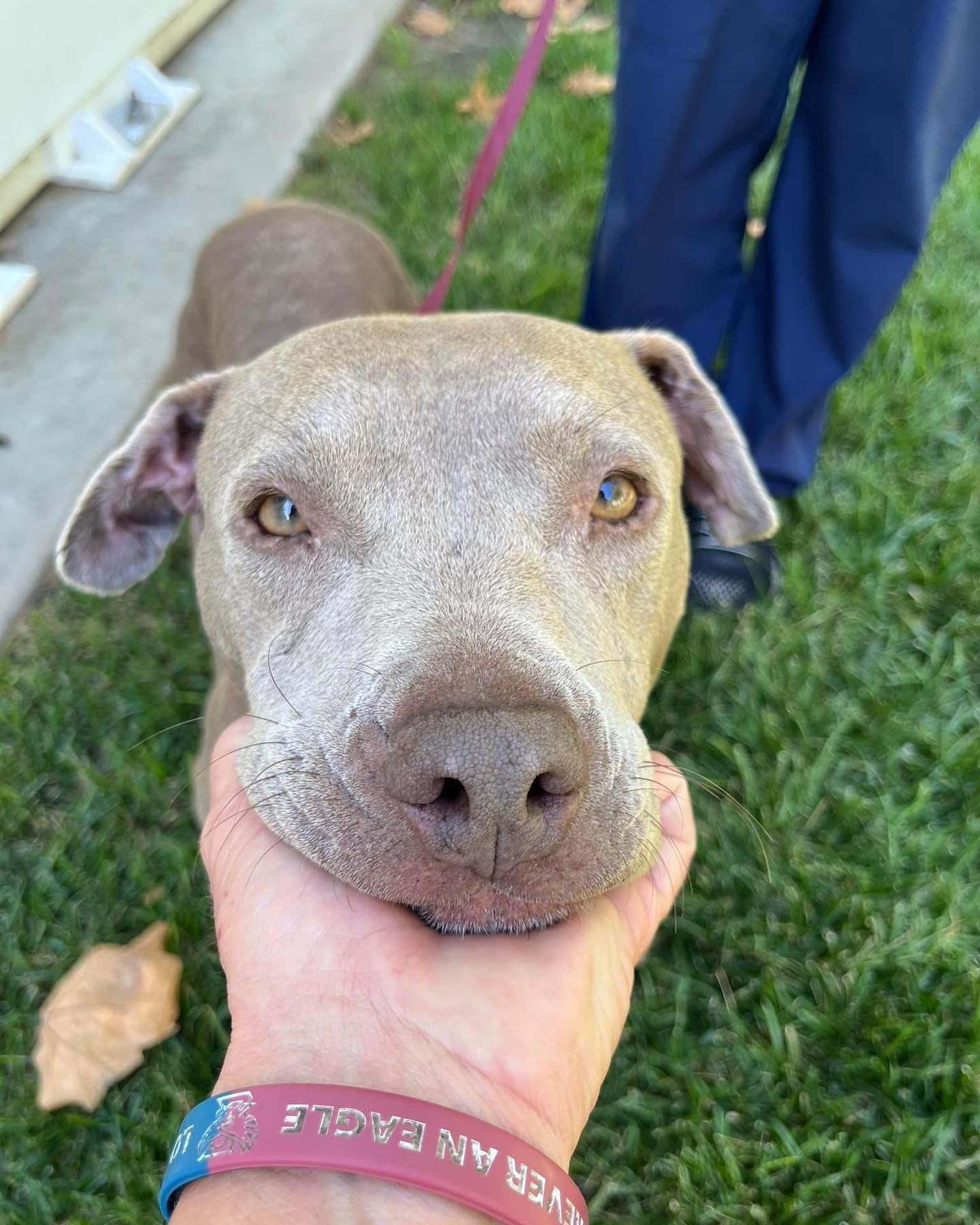 dog's face in a human hand