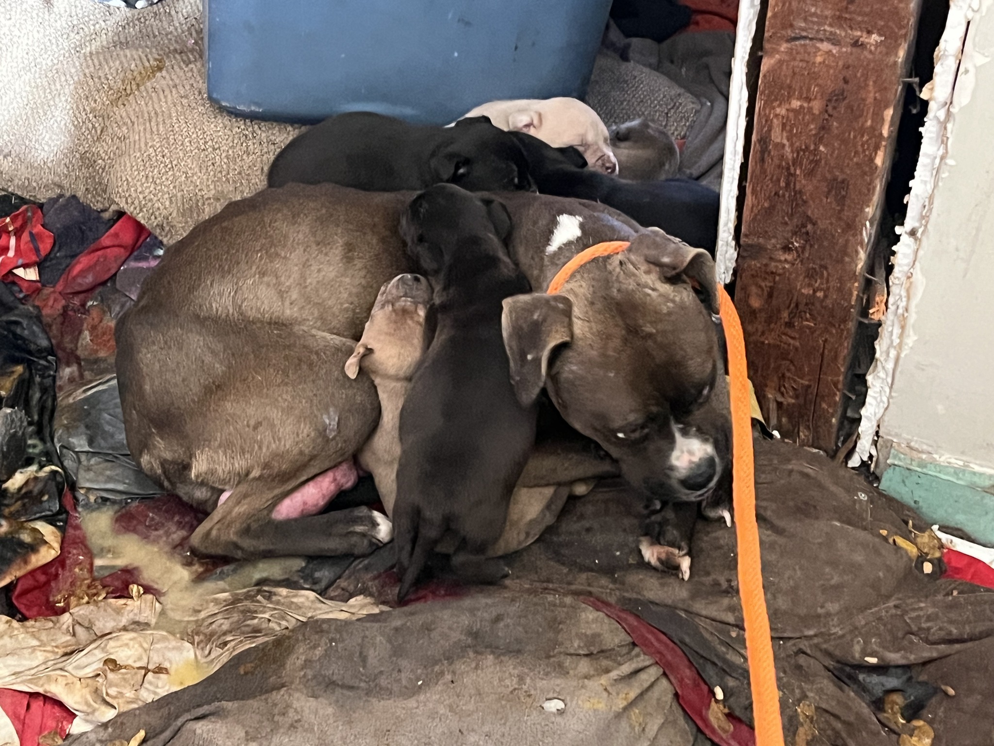 dogs in abandoned house