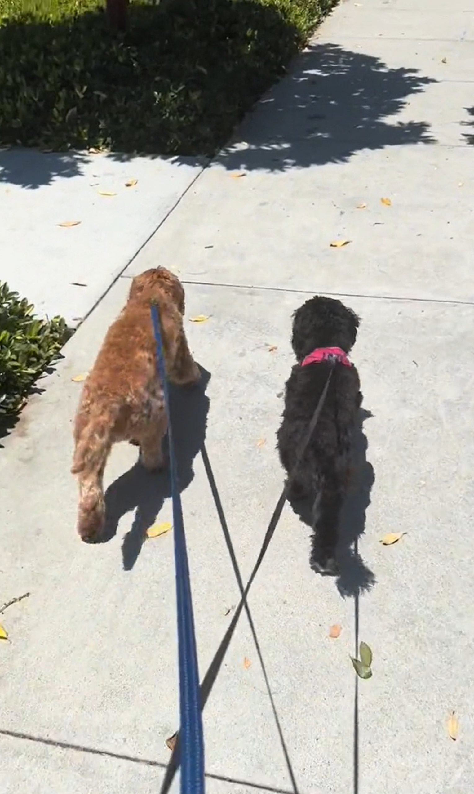 dogs in walk