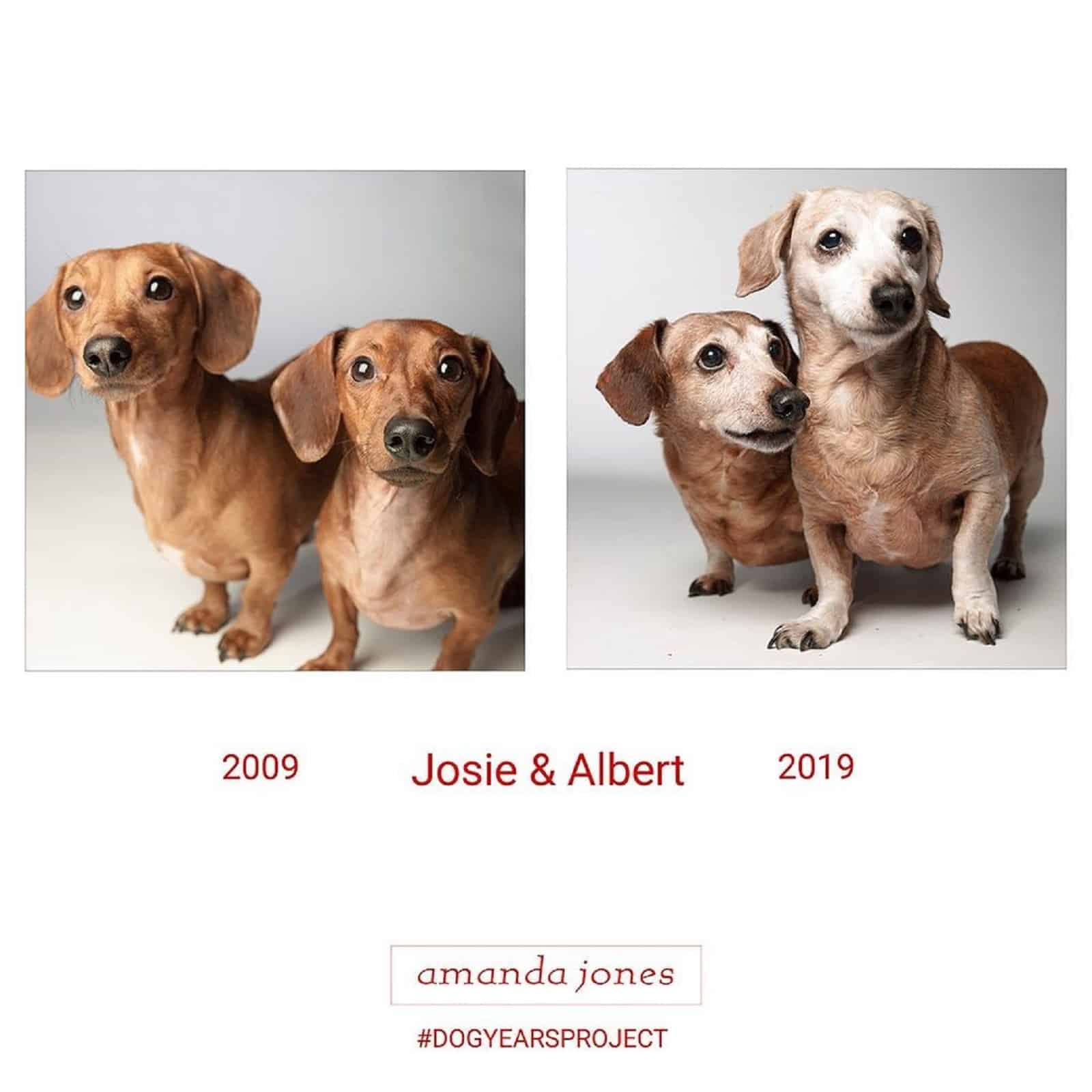 dogs josie and albert through years