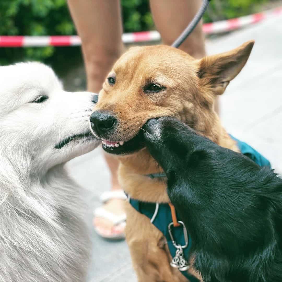 dogs licking each others ears