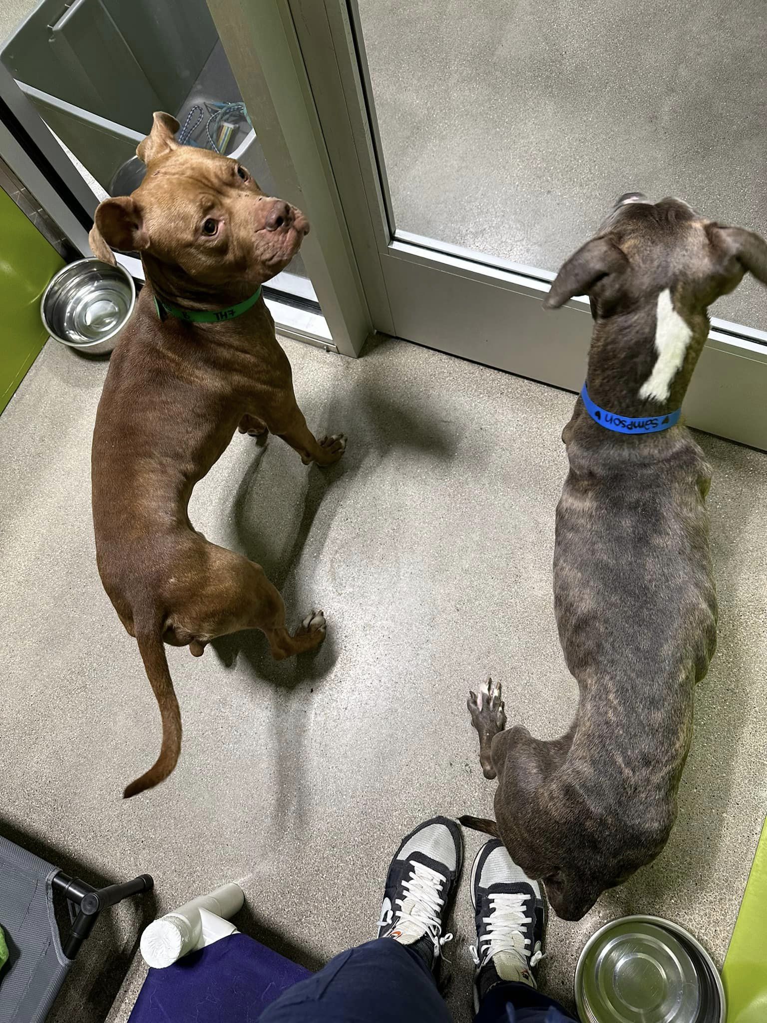 dogs looking through glass door