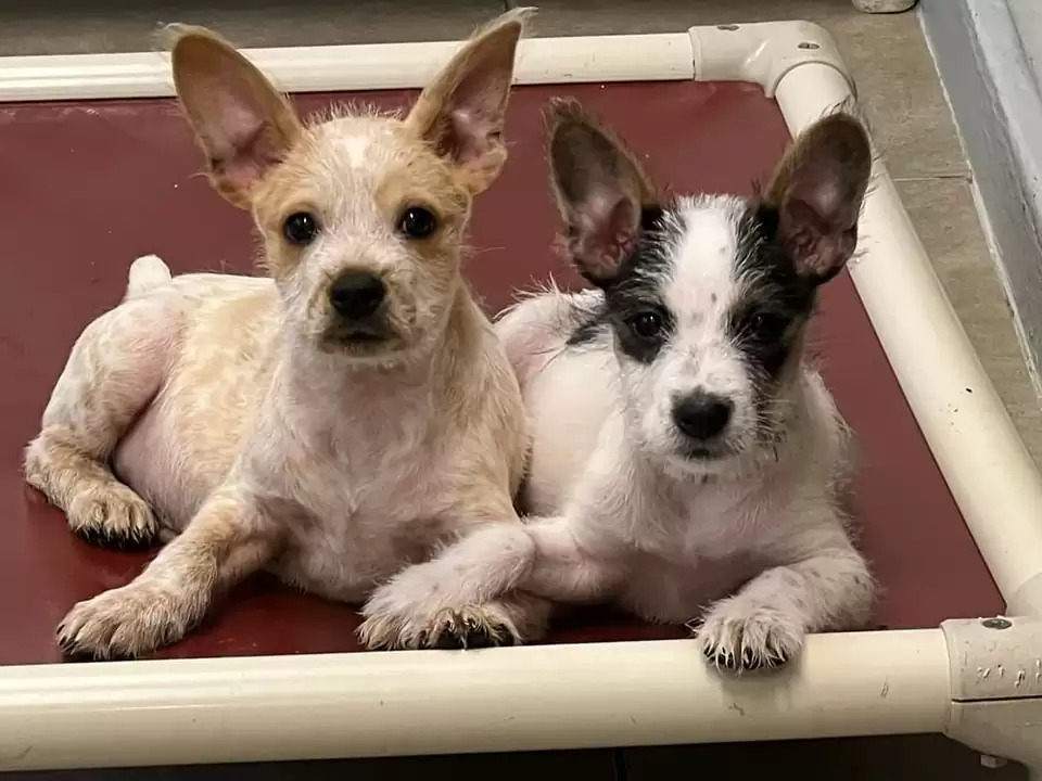 dogs lying down and holding paws