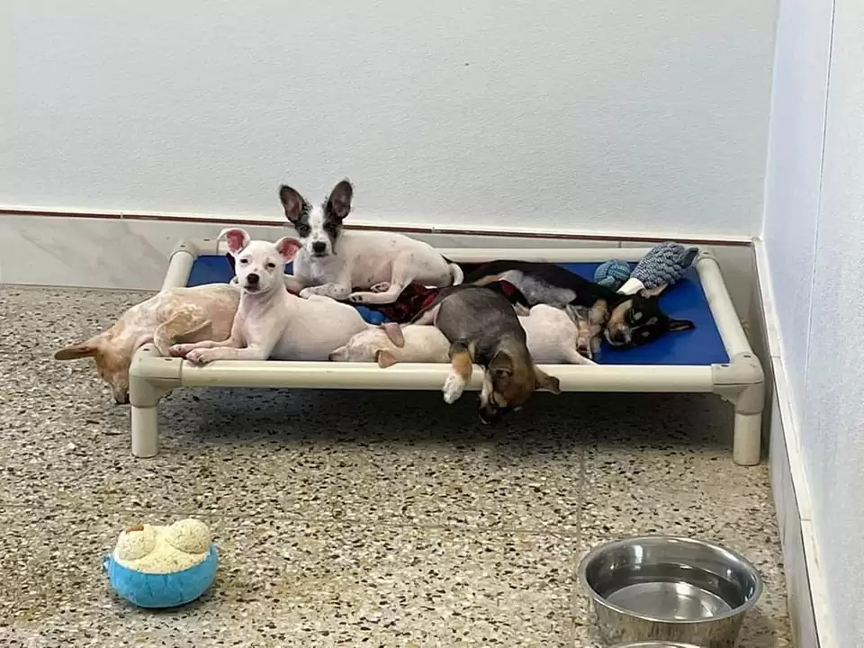 dogs lying on the dog bed