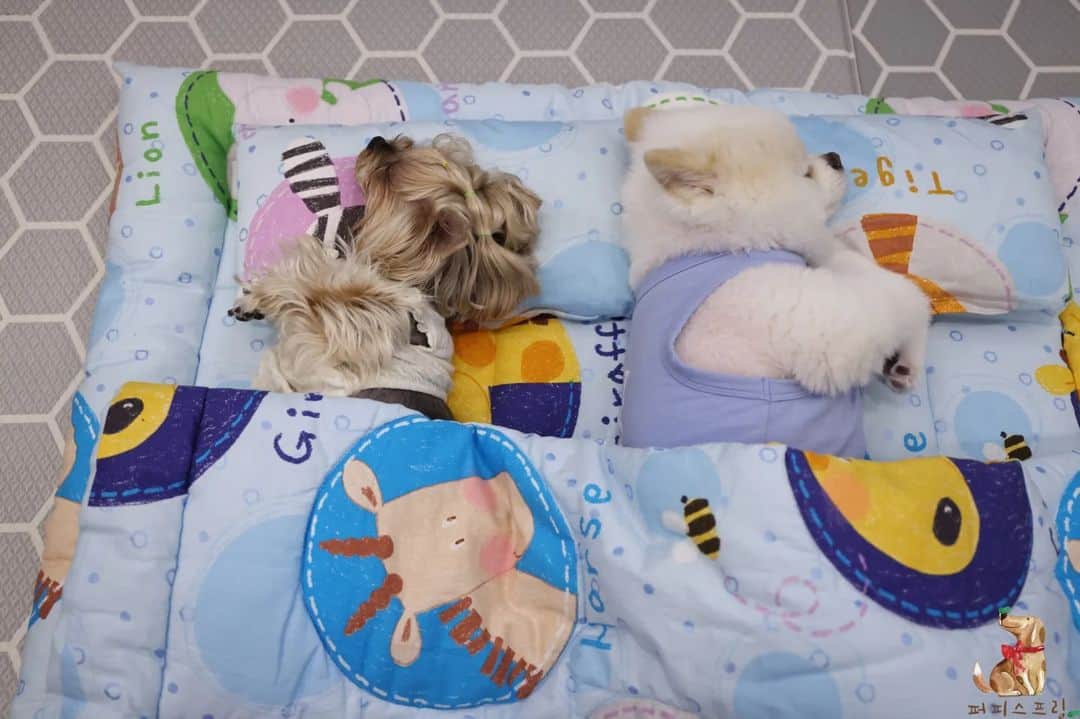 dogs napping at puppy daycare