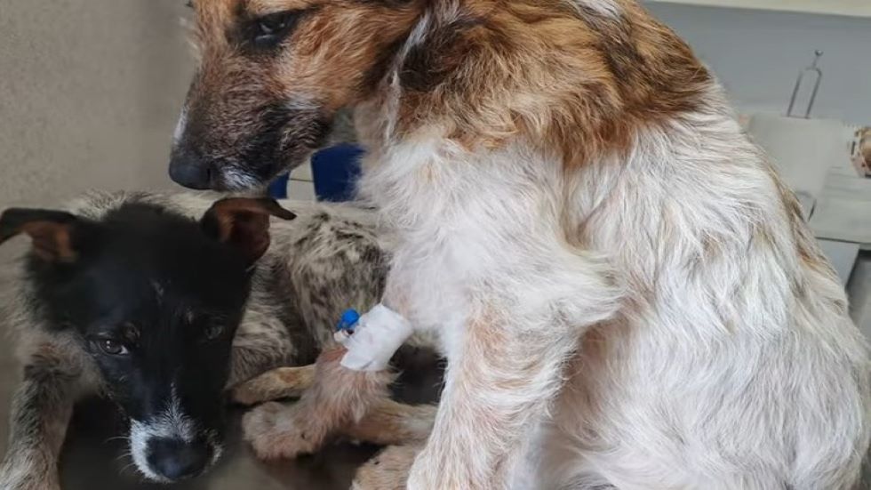 dogs on a vet table