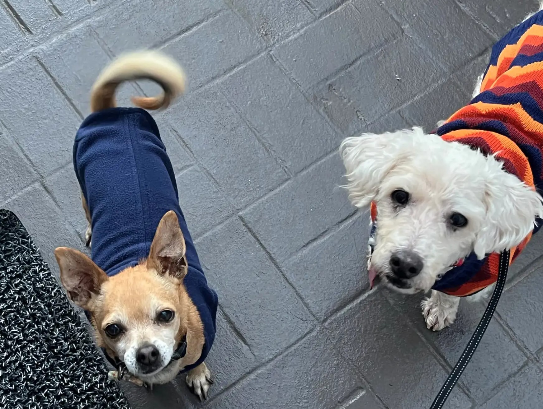 dogs on street looking up