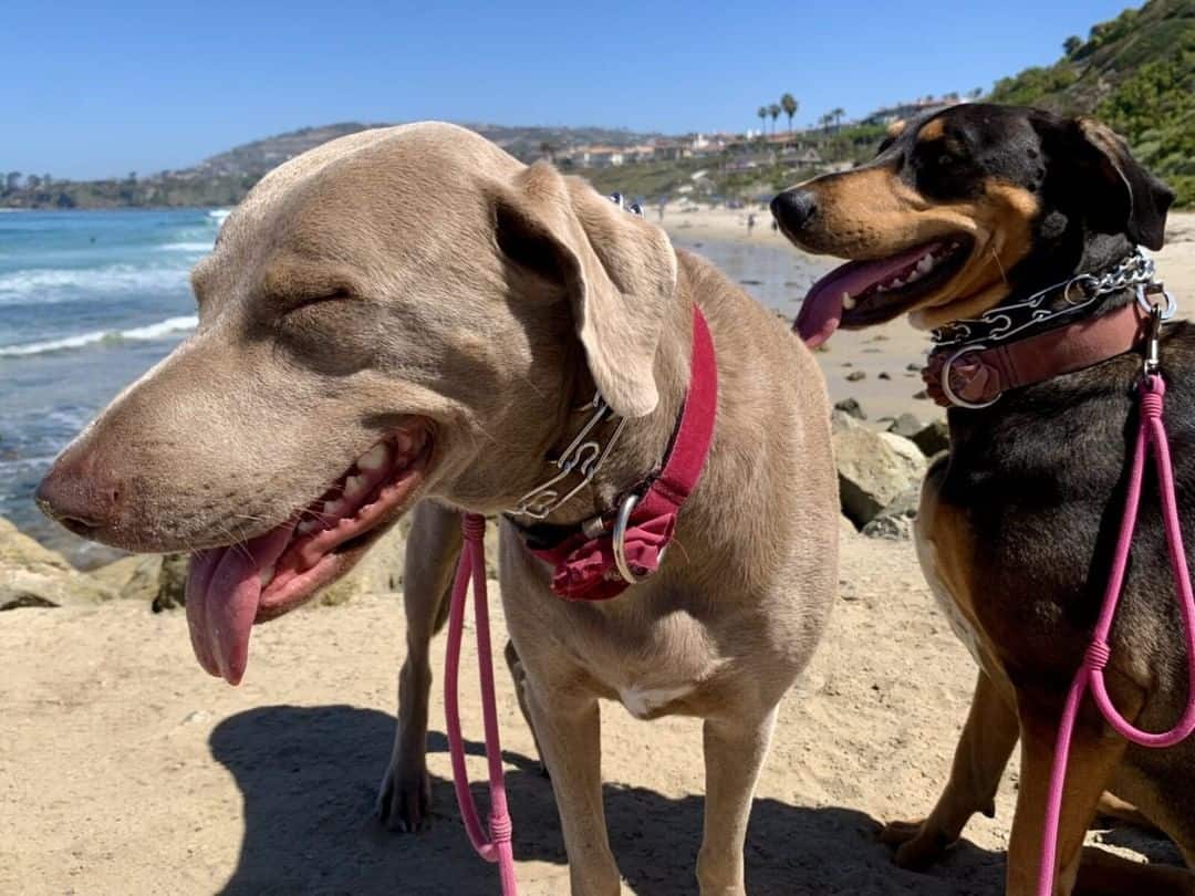 dogs on the beach