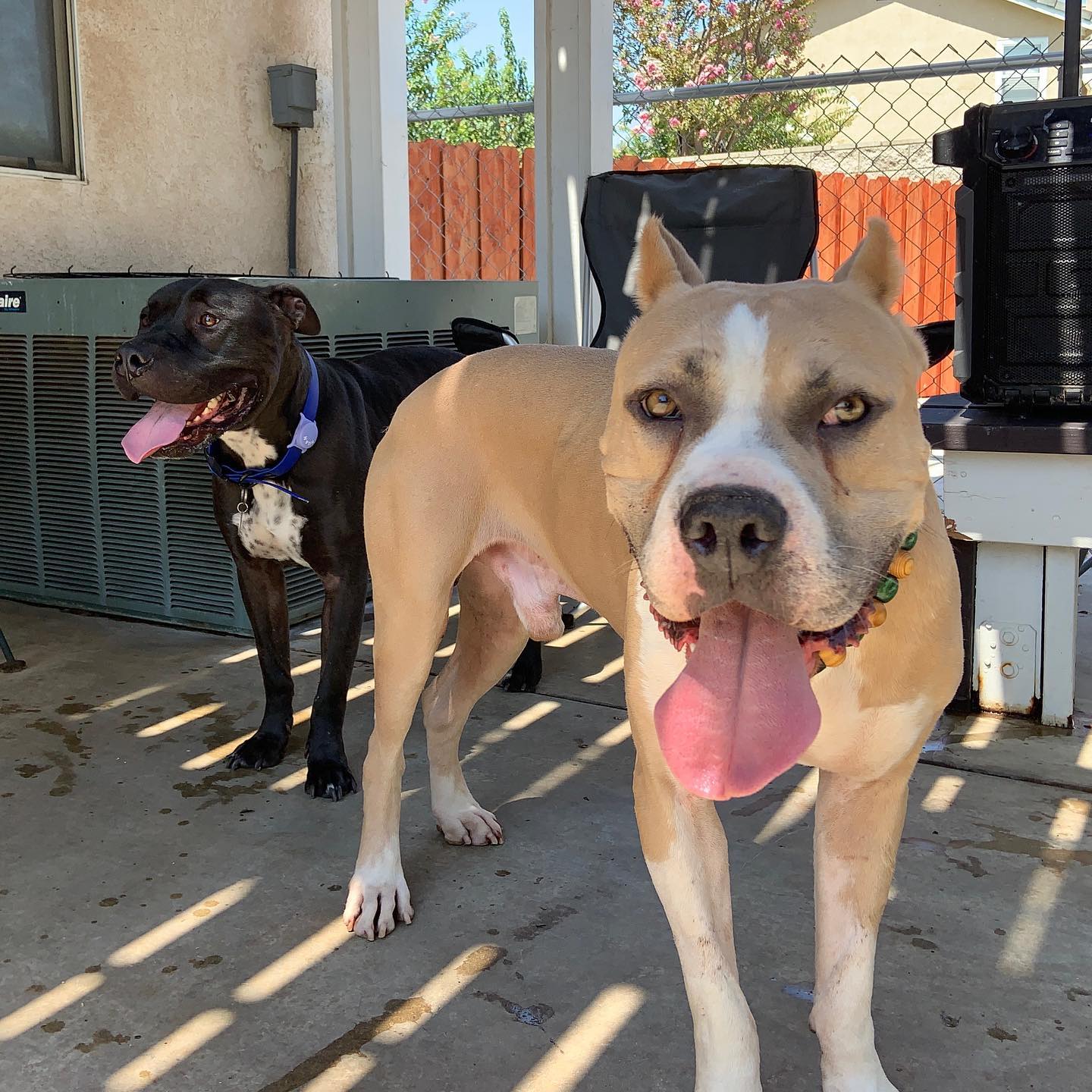 dogs on the porch