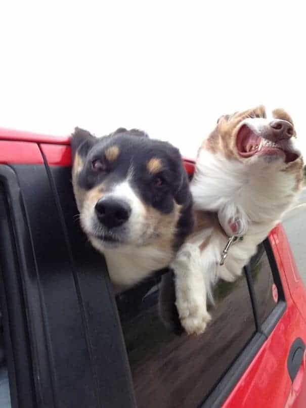 dogs on the window while the car is in motion