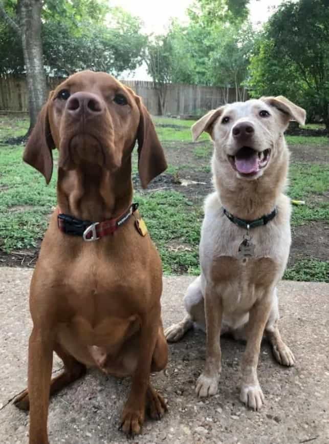 dogs posing outdoor