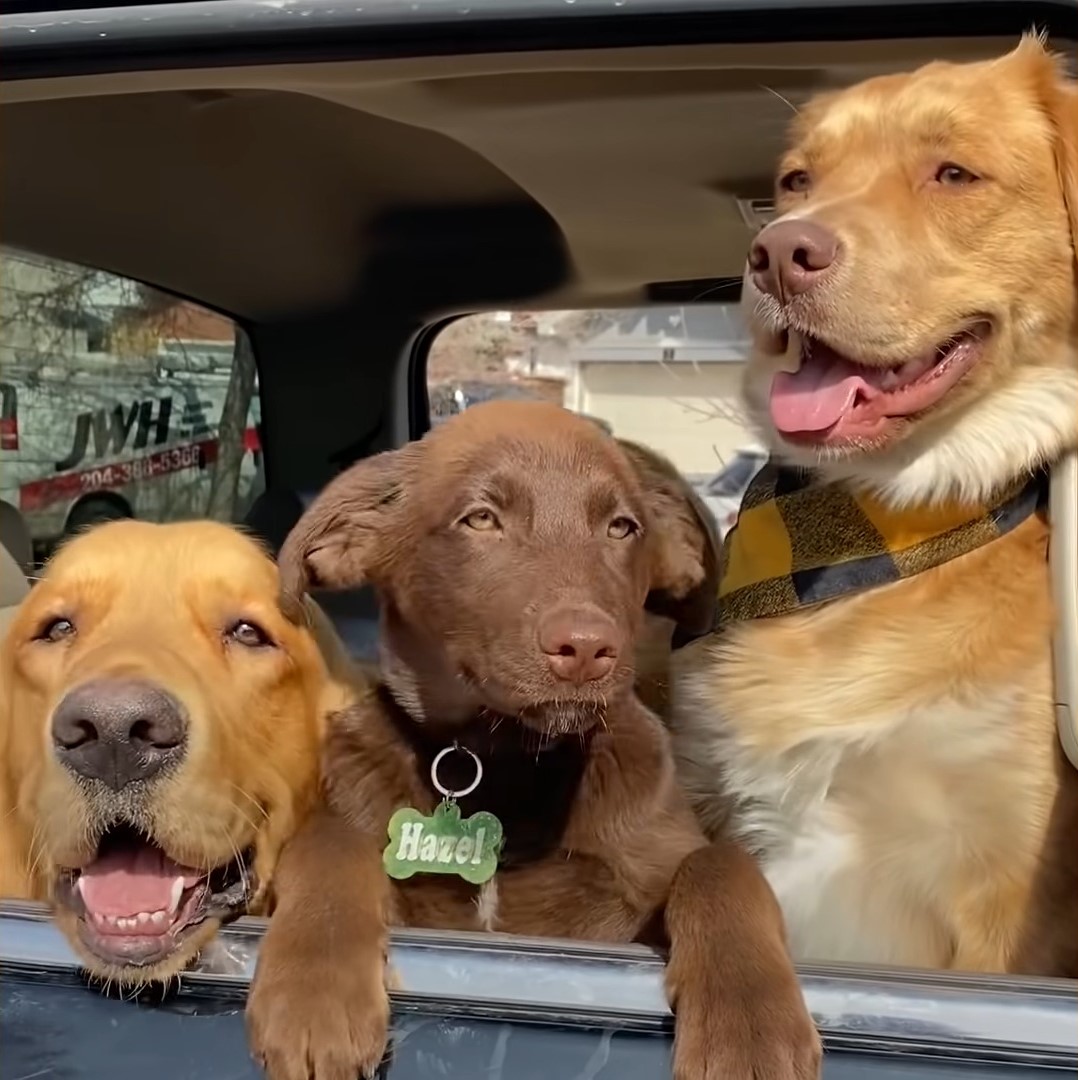 dogs sitting at the back of the car