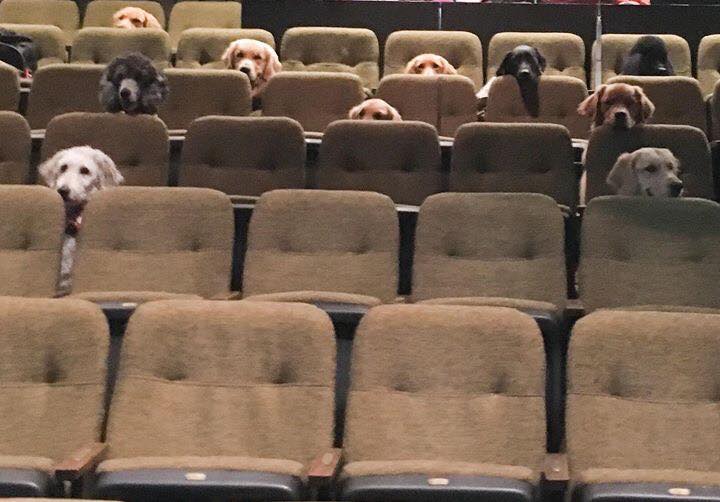 dogs sitting in a musical theatar