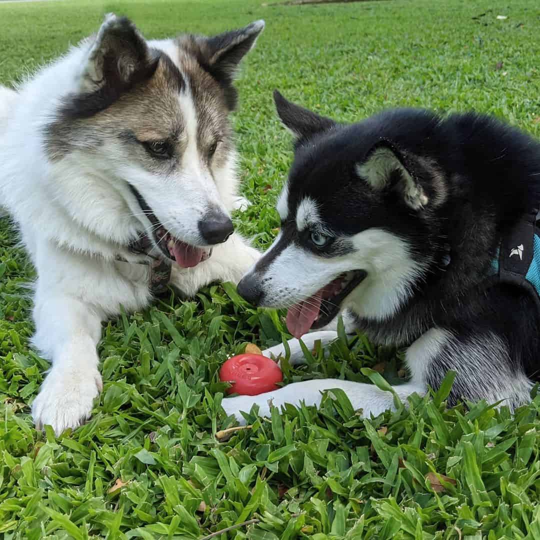 dogs sitting outside on grass