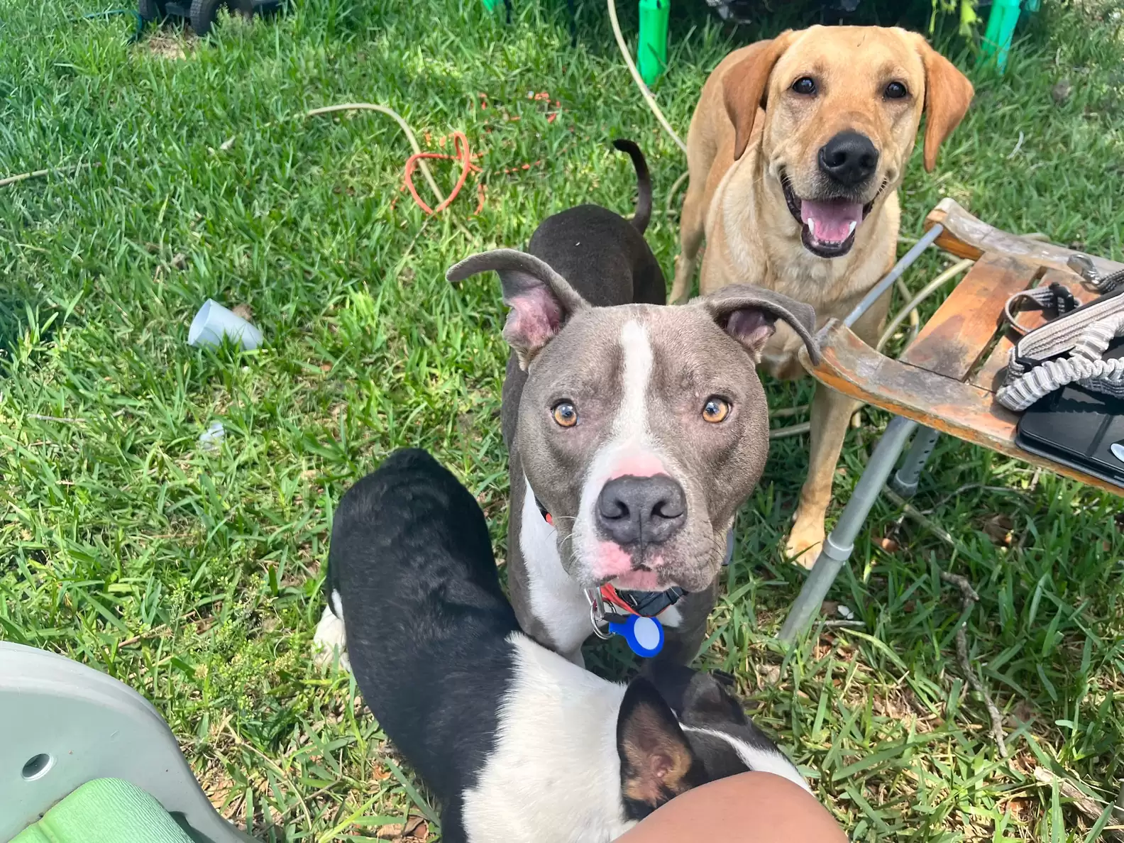 dogs stand in the meadow and look at the camera