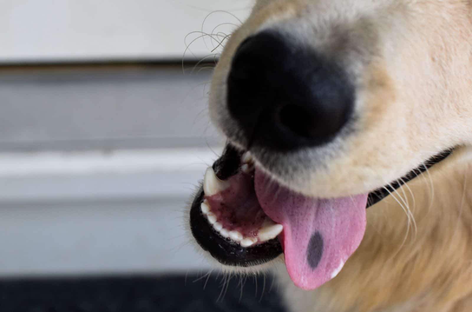 dogs tongue with black spot on it