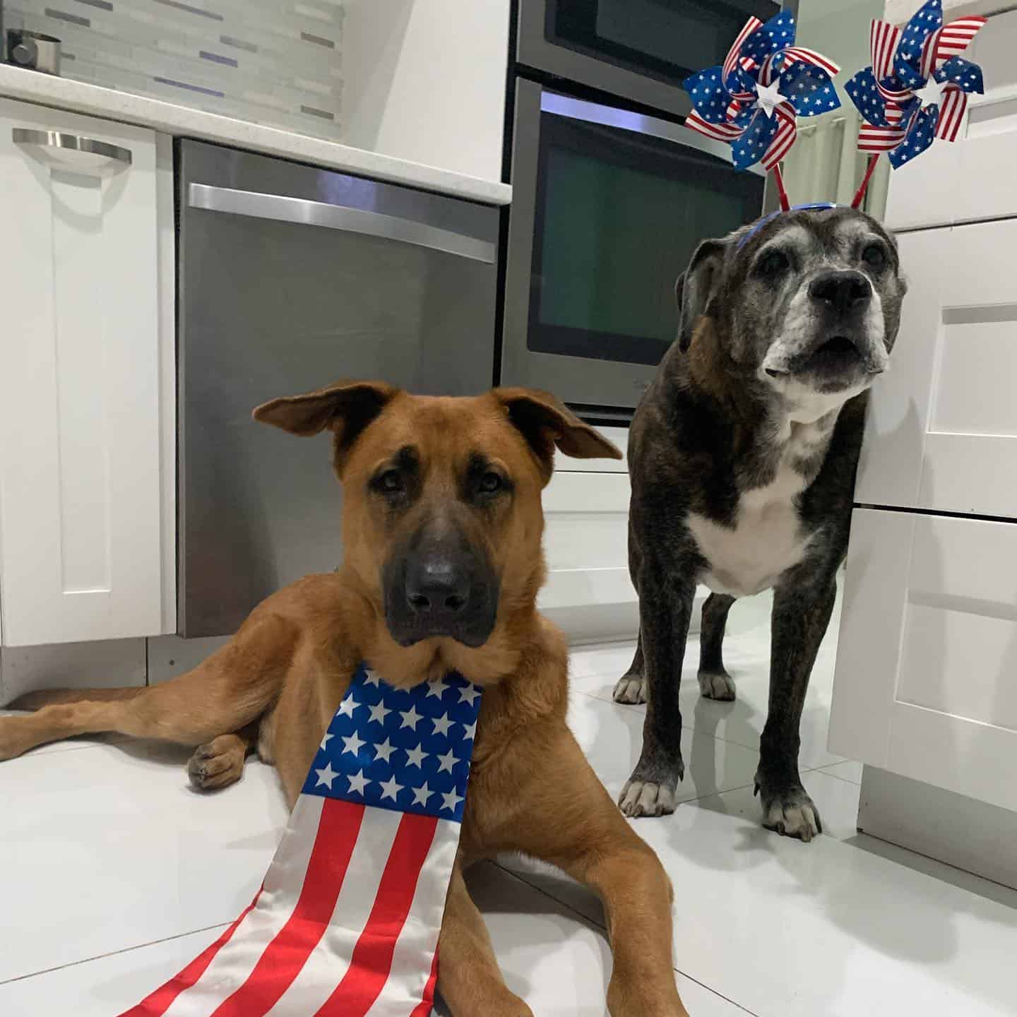 dogs with USA flags