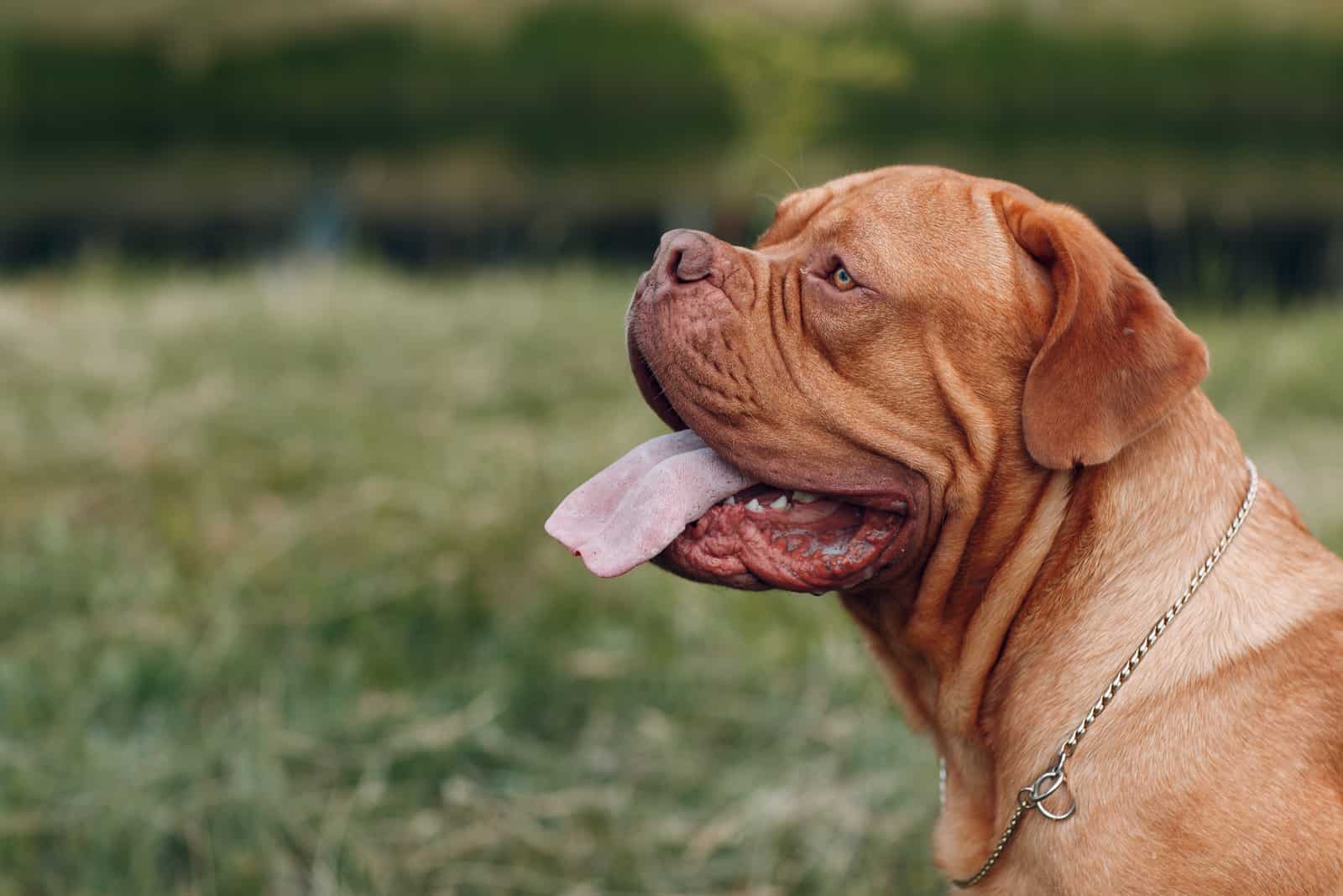 Dogue De Bordeaux