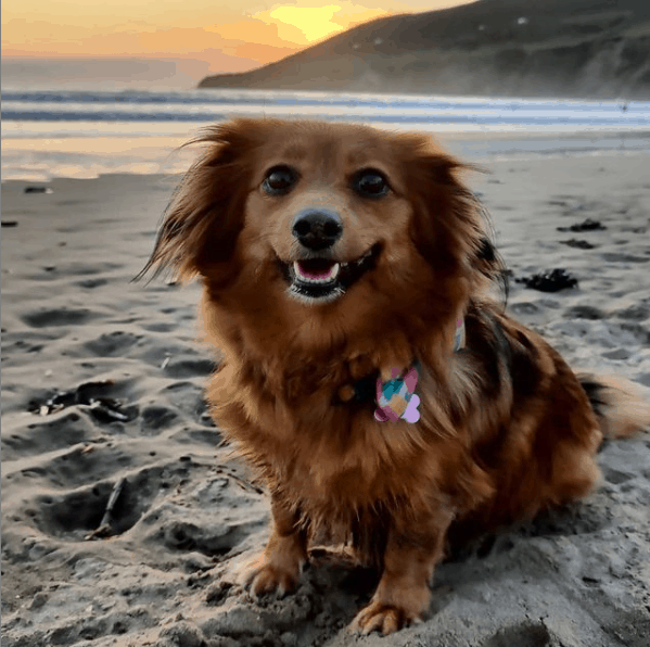 Dorgi on the beach